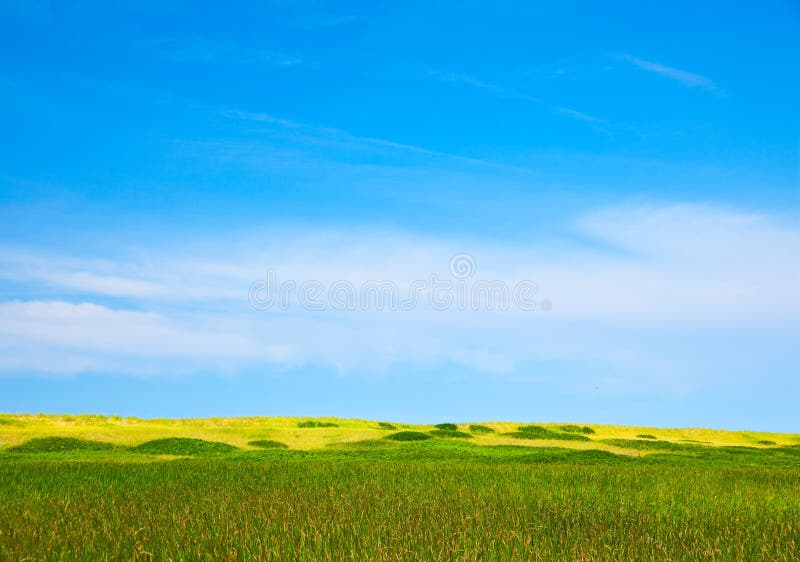 Cattails αμμόλοφοι στοκ εικόνες με δικαίωμα ελεύθερης χρήσης