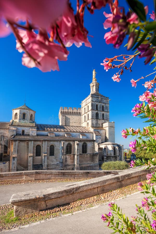 Cattedrale di Avignone con i fiori in Provenza, Francia fotografia stock libera da diritti Cattedrale di Avignone con i fiori in Provenza, Francia fotografia stock libera da diritti