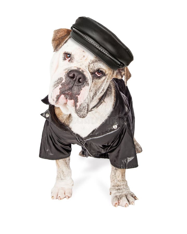 Cattivo cane della razza del bulldog del motociclista divertente fotografie stock libere da diritti Cattivo cane della razza del bulldog del motociclista divertente fotografie stock libere da diritti