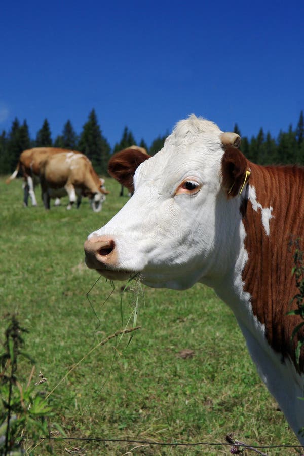 Czech Republic - Bohemian Forest - cattle out at grass. Tranquil czech stock images, royalty-free photos and pictures