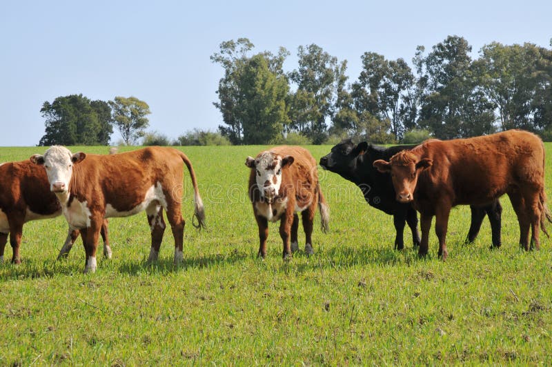 Cattle stock images