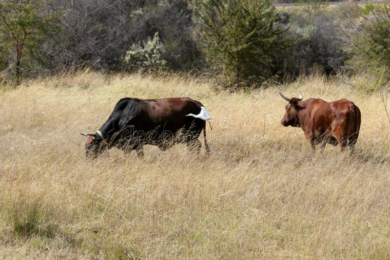 Cattle