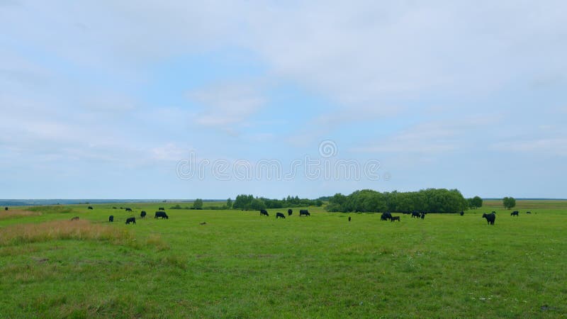 Cattle brazing in fields. Black angus cows as herd. Powerful black cow that eats grass.