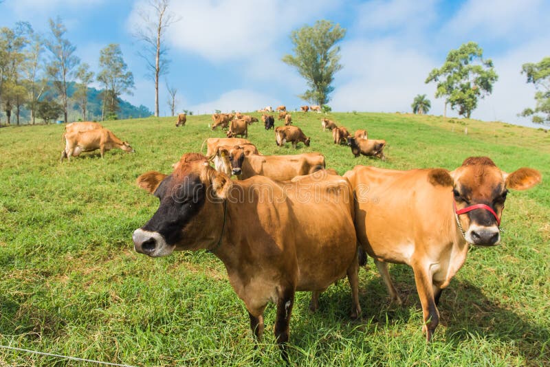 Cattle Breed Jersey and Ostensible Breeding for Milk Production. Stock