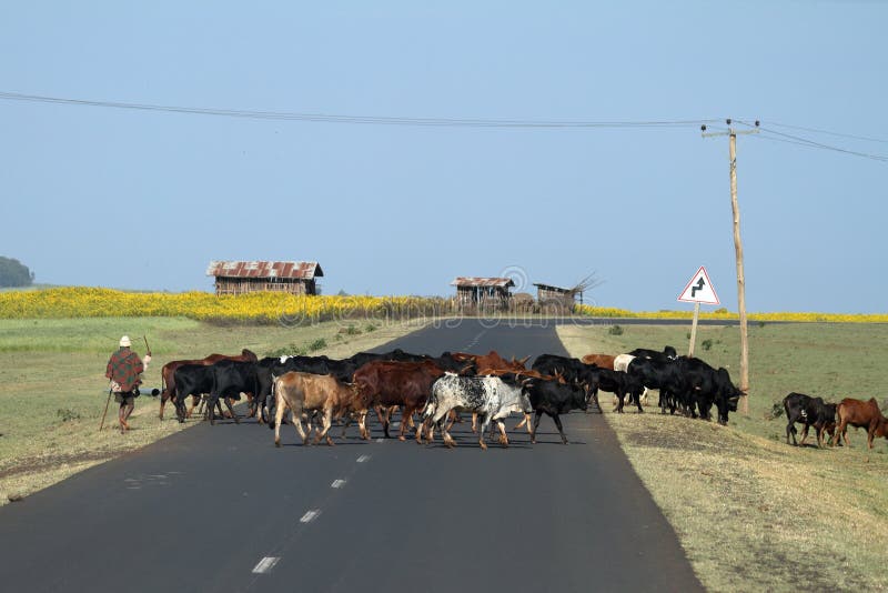 Cattle breeders with its cattle herd in Ethiopia royalty free stock photos Cattle breeders with its cattle herd in Ethiopia royalty free stock photos
