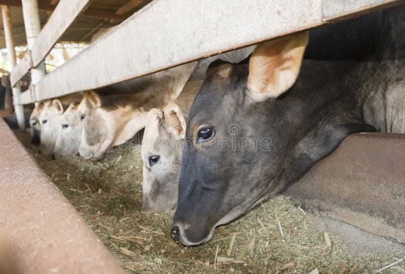 Cattle on Confinement in Farm Stock Image Image of farm, brazil