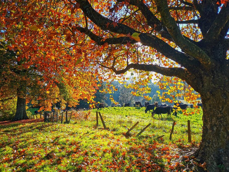 Cattle Cows Grazing on a Sunlit Paddock Under a Marple Tree with