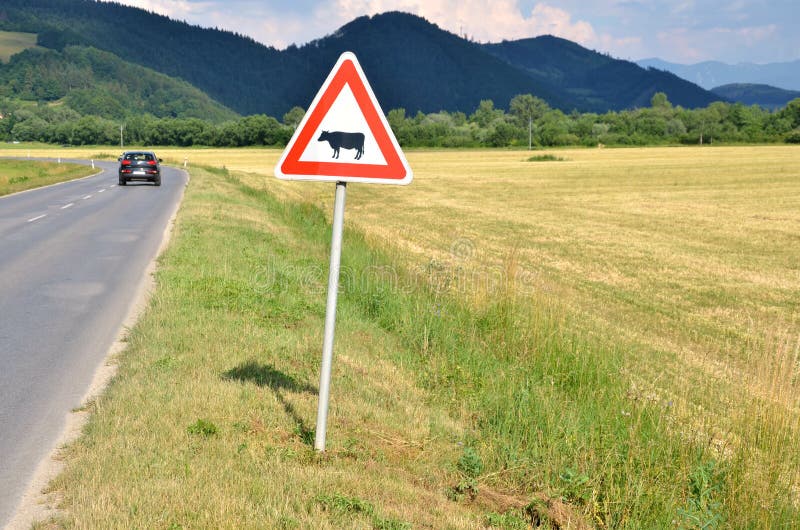 Dobytok prechádzajúci dopravnou značkou medzi lúkou a cestou. Prejazd auta