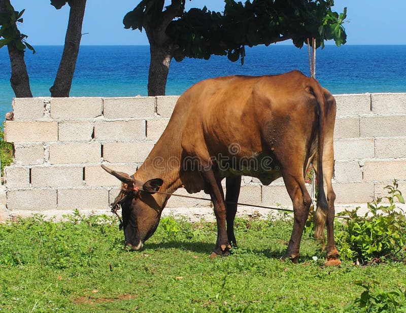 Cattle of Cuba stock image. Image of animal, agriculture 62903965