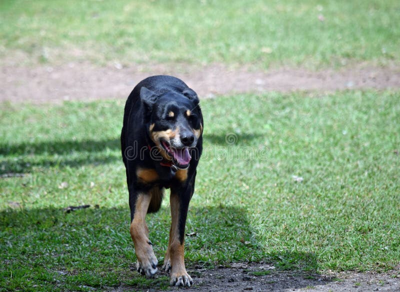 Cattle dog cross kelpie stock image. Image of australia 111395063
