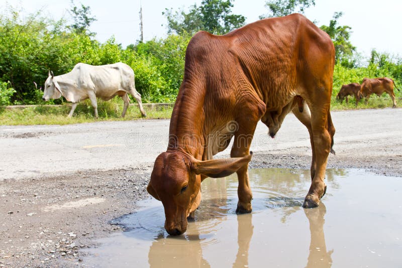 Cattle Drinking Water Stock Images Image 34214724
