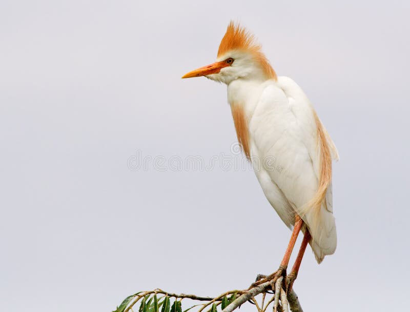 Cattle Egret #02 royalty free stock photos