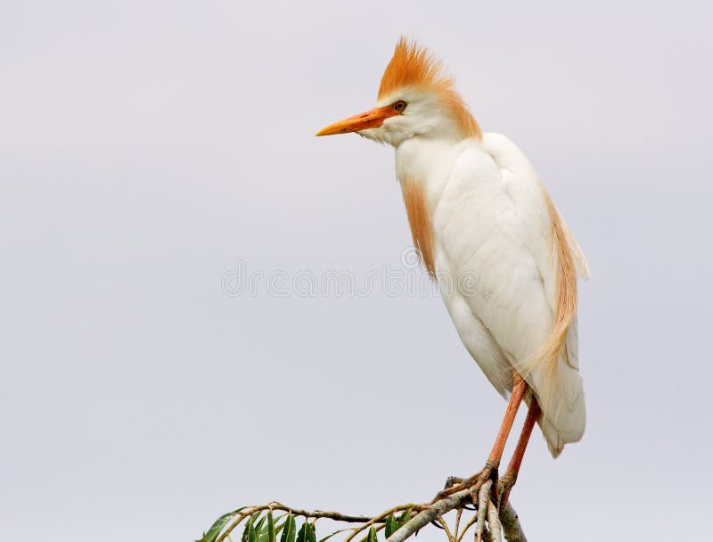 Cattle Egret 02