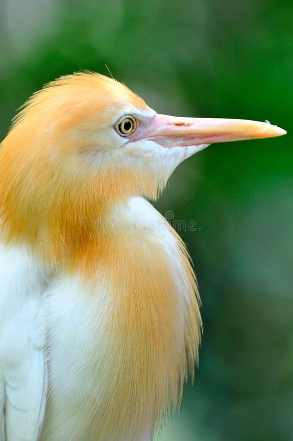 Cattle Egret 1 stock photography