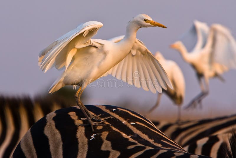 Cattle Egret royalty free stock photography