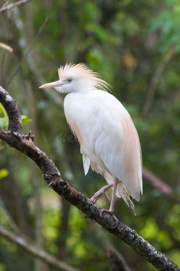Cattle Egret royalty free stock images
