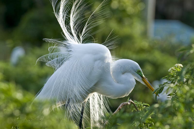 Cattle Egret royalty free stock images
