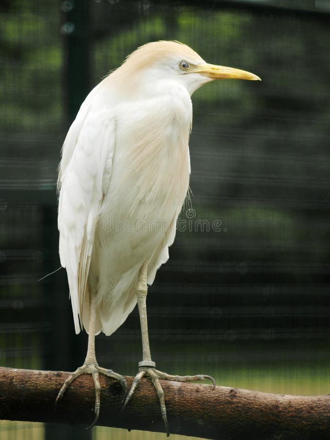 Cattle egret stock images
