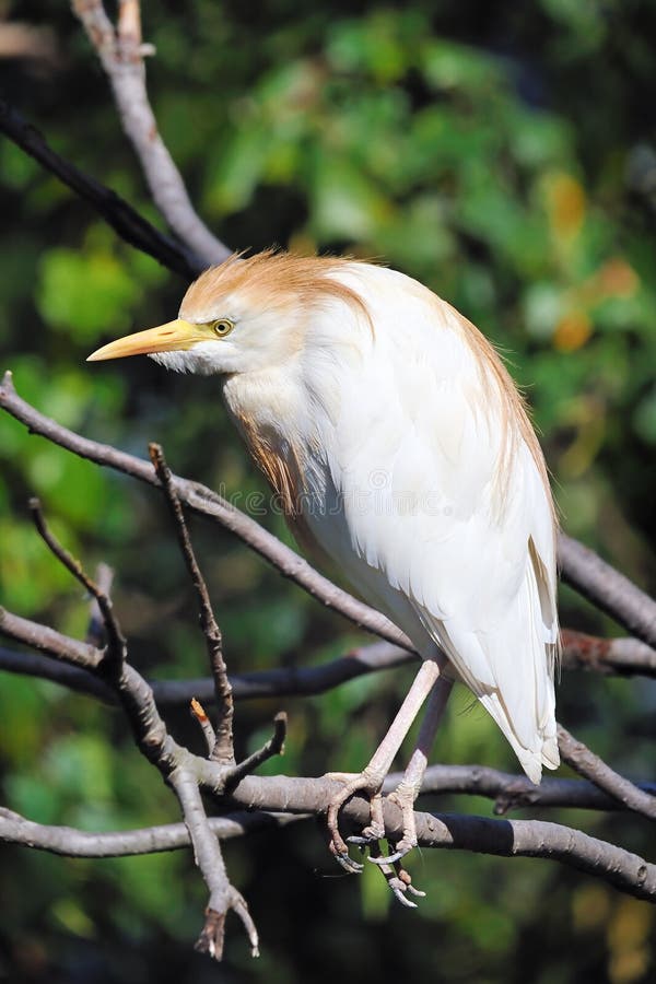 Cattle Egret royalty free stock images
