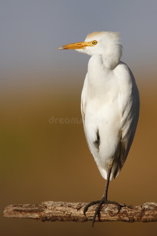 Cattle Egret