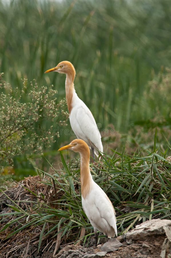 Cattle Egret