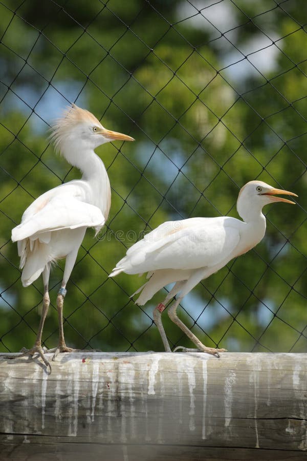 Cattle egret royalty free stock photos