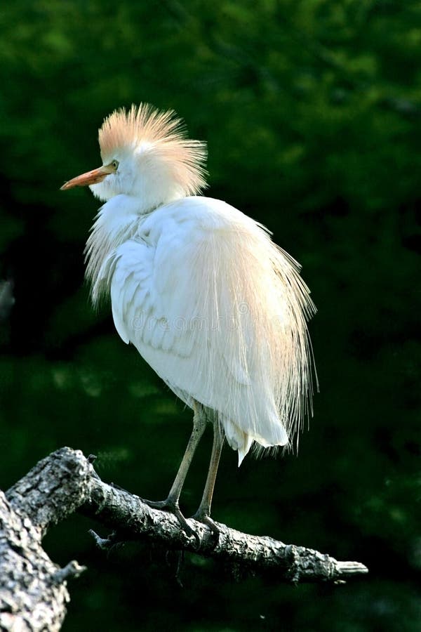 Cattle egret 2 stock photos