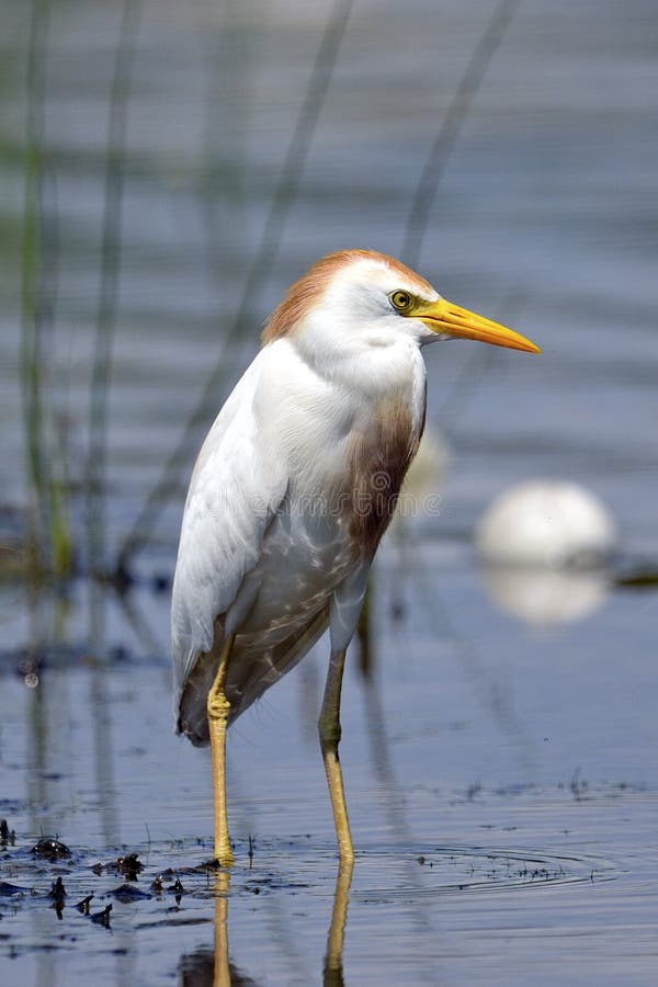 Cattle Egret stock images