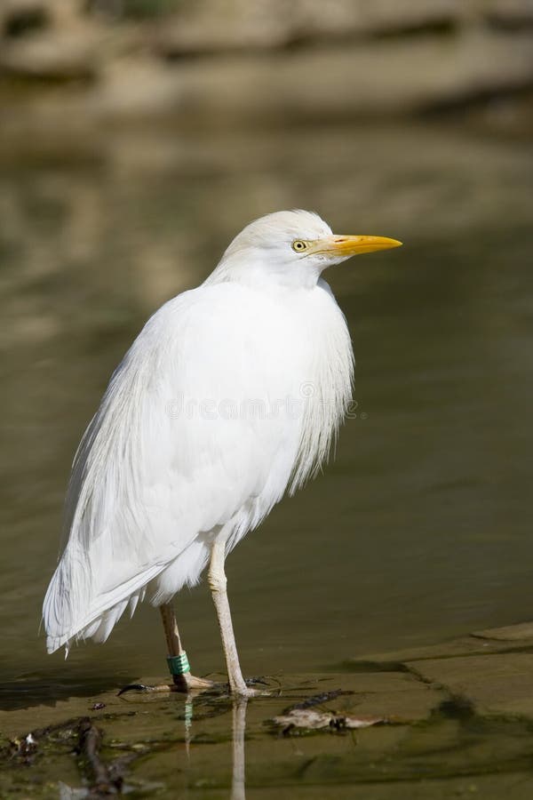 Cattle egret stock photography