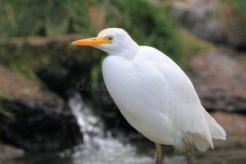 Cattle egret royalty free stock photo