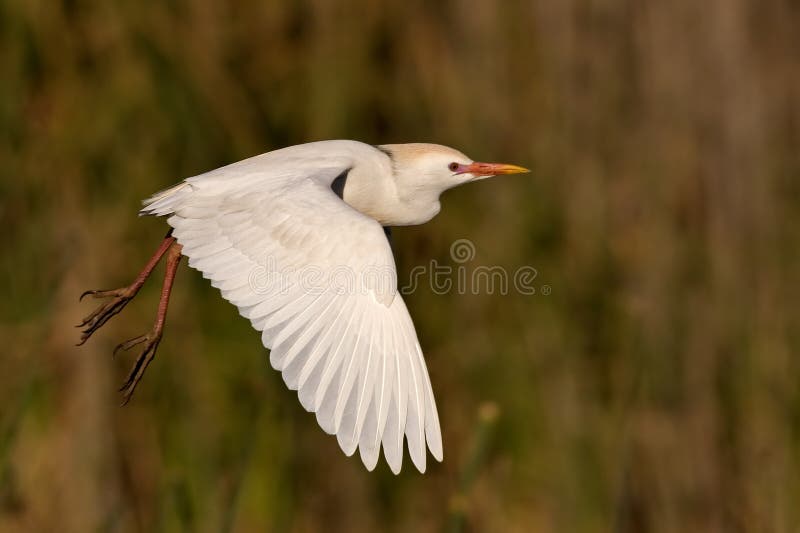 Cattle Egret royalty free stock photography