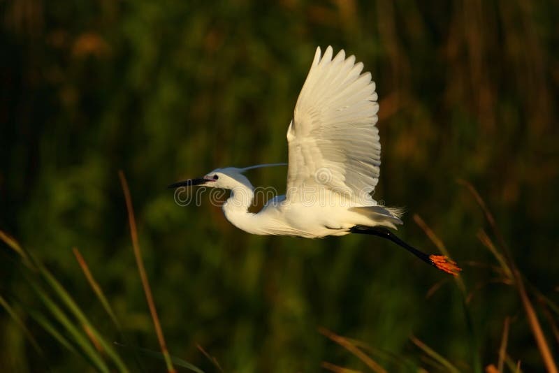 Cattle Egret royalty free stock photo