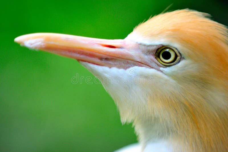 Cattle Egret 4 stock photos