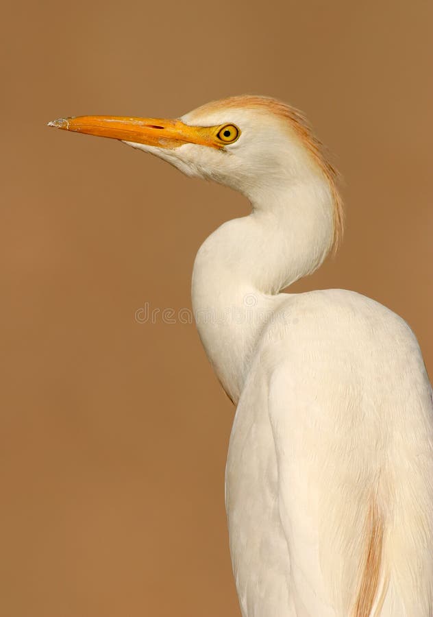 Cattle egret royalty free stock photo
