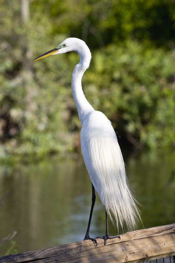 Cattle Egret bird royalty free stock photography