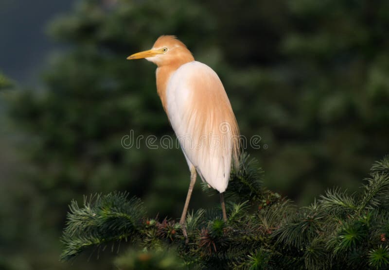 Cattle egret bubulcus ibis