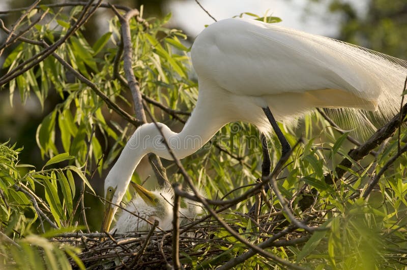 Cattle Egret with chicks royalty free stock images