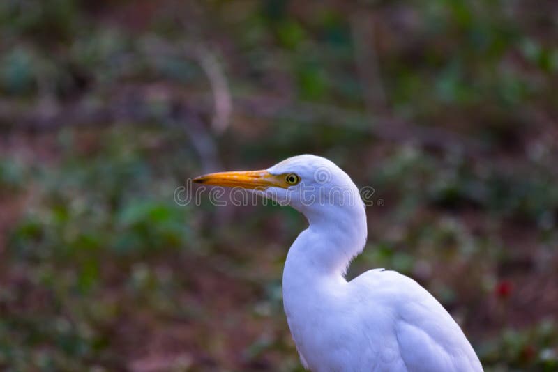 Nature Wildlife Image of Egret Bird or Bubulcus Ibis, or Heron Perching and  Wild Plants for Pests and Insecticides Stock Image - Image of park, animals:  230918669