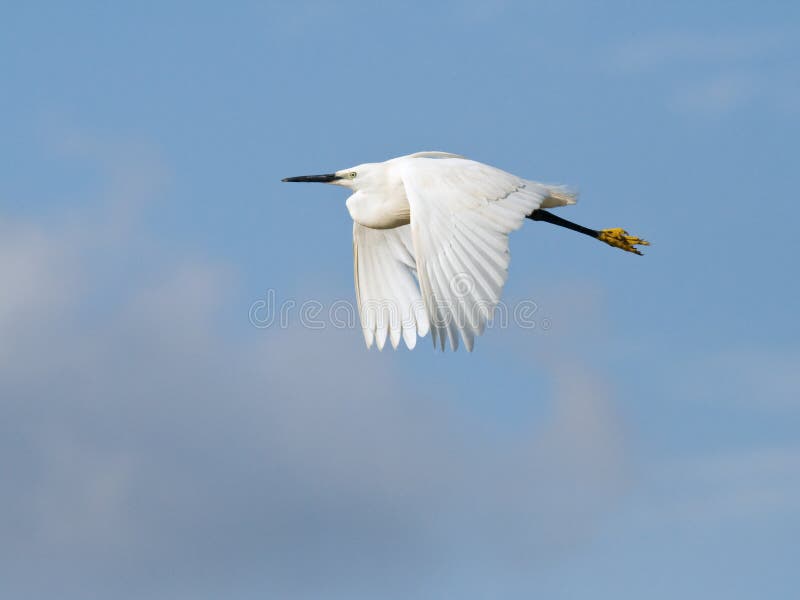 Cattle egret in flight royalty free stock images