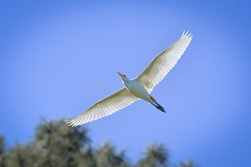Cattle egret in flight with wide open wings stock images