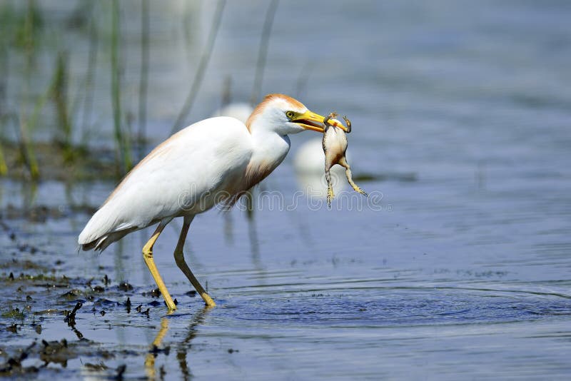 Cattle Egret With Frog stock images