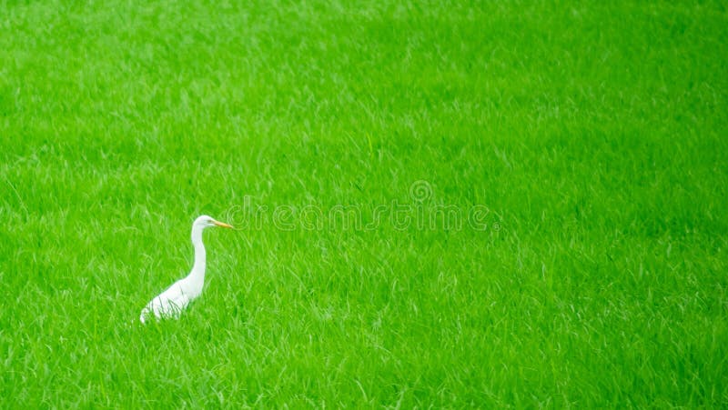 Cattle egret, local white bird walking around organic rice fields and looking for shell food in the countryside landscape.