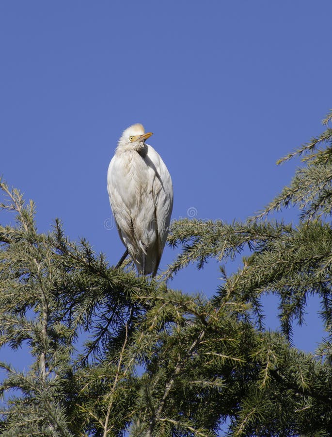 Cattle Egret perching on Cedar tree royalty free stock photos