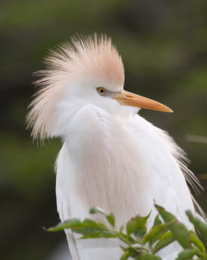 Cattle Egret portrait stock images