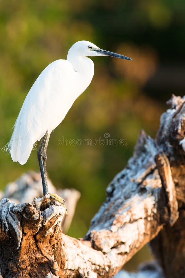 Cattle egret portrait