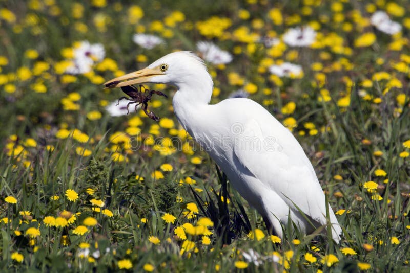 A Cattle Egret with scorpion