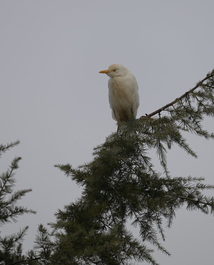 Cattle Egret on a top of a cedar tree royalty free stock photos