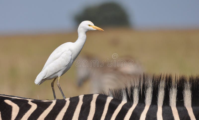 Cattle Egret on Zebra