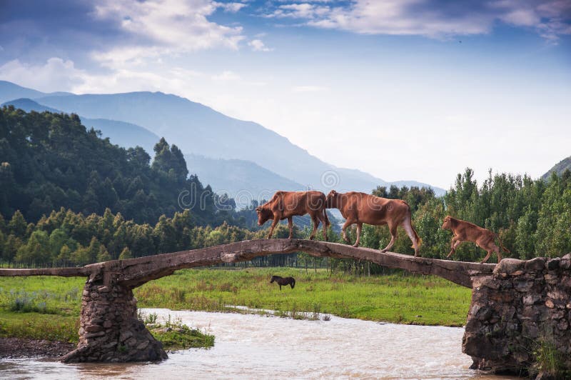 A cattle family acrossing bridge