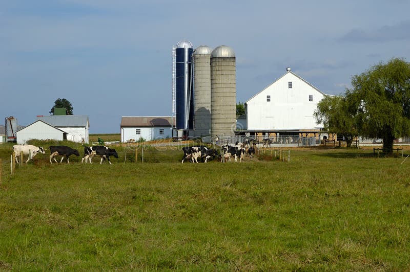 Cattle Farm stock photography Cattle Farm stock photography